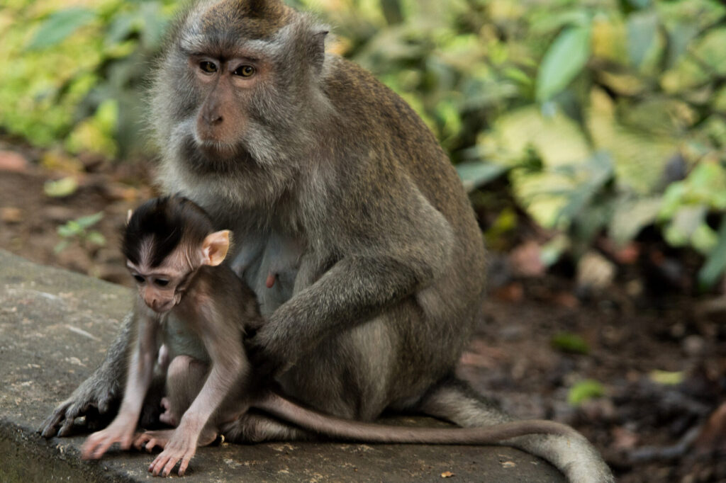 Macaque mother and baby, Bali