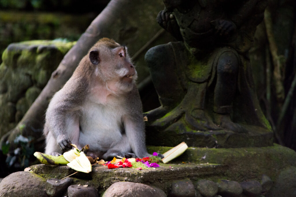 Macaque eating a temple offering, Bali