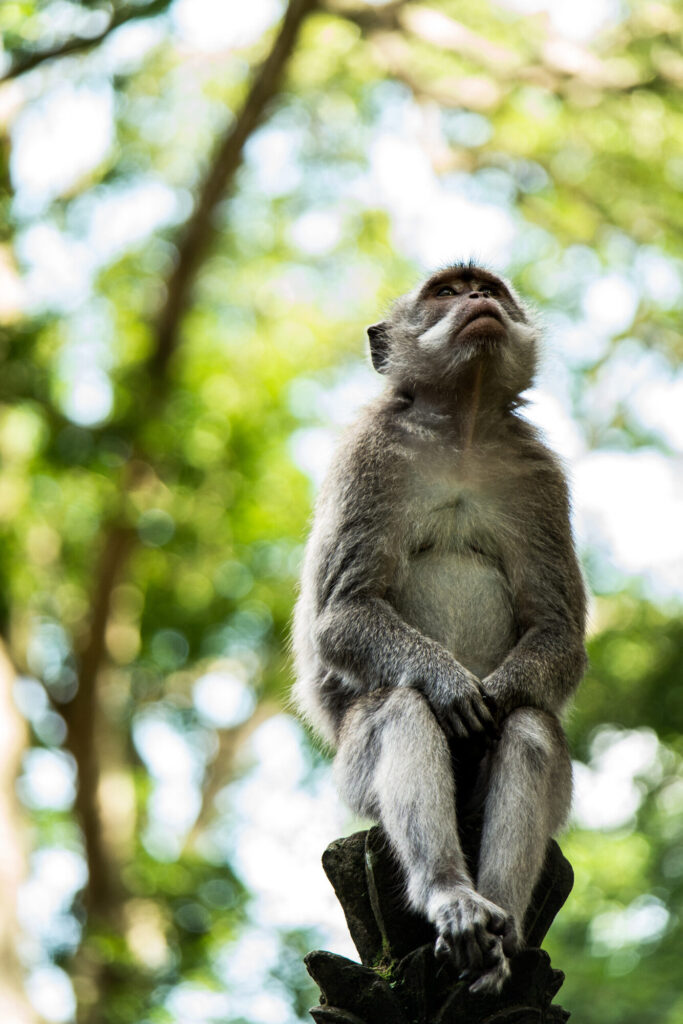 Macaque on a carved post, looking up, Bali