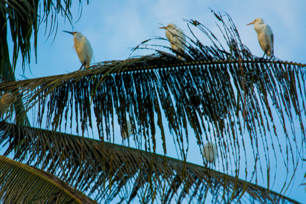 Egrets on a palm frond, Bali