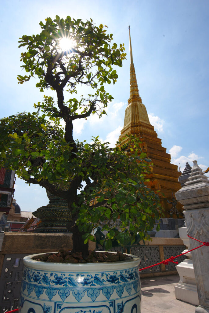 Bonsai and chedi, Bangkok