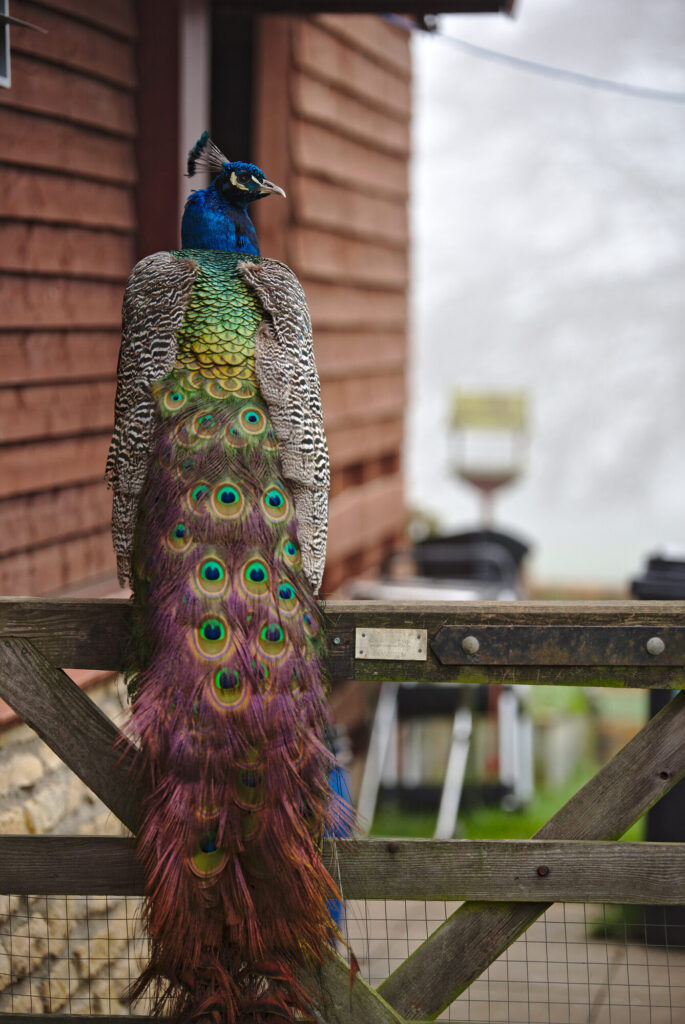 Peacock on a gate, English Winter