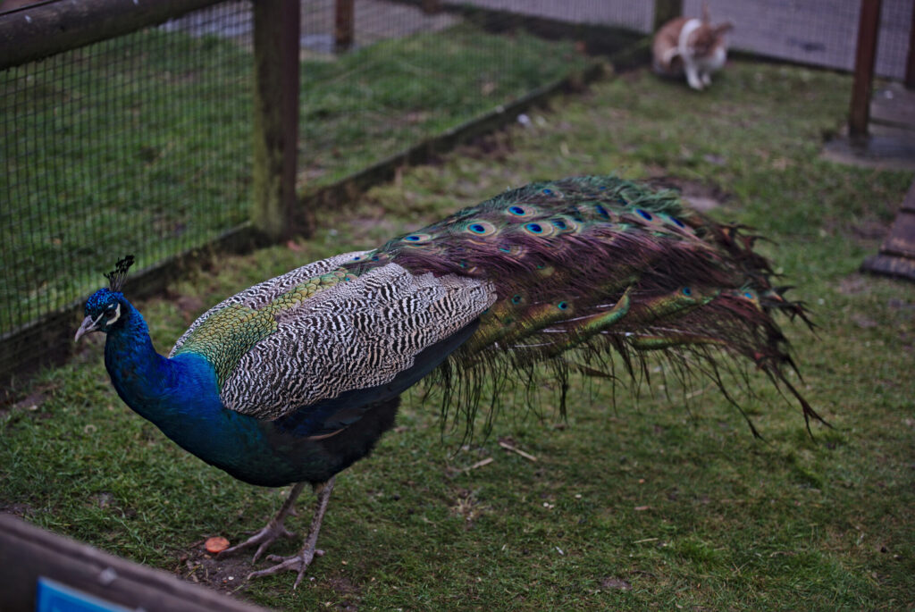 Peacock on the grass, English Winter