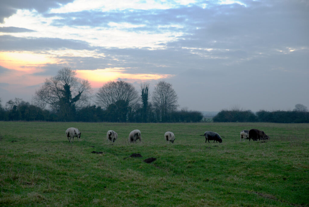 Sheep under a winter sunset, English Winter