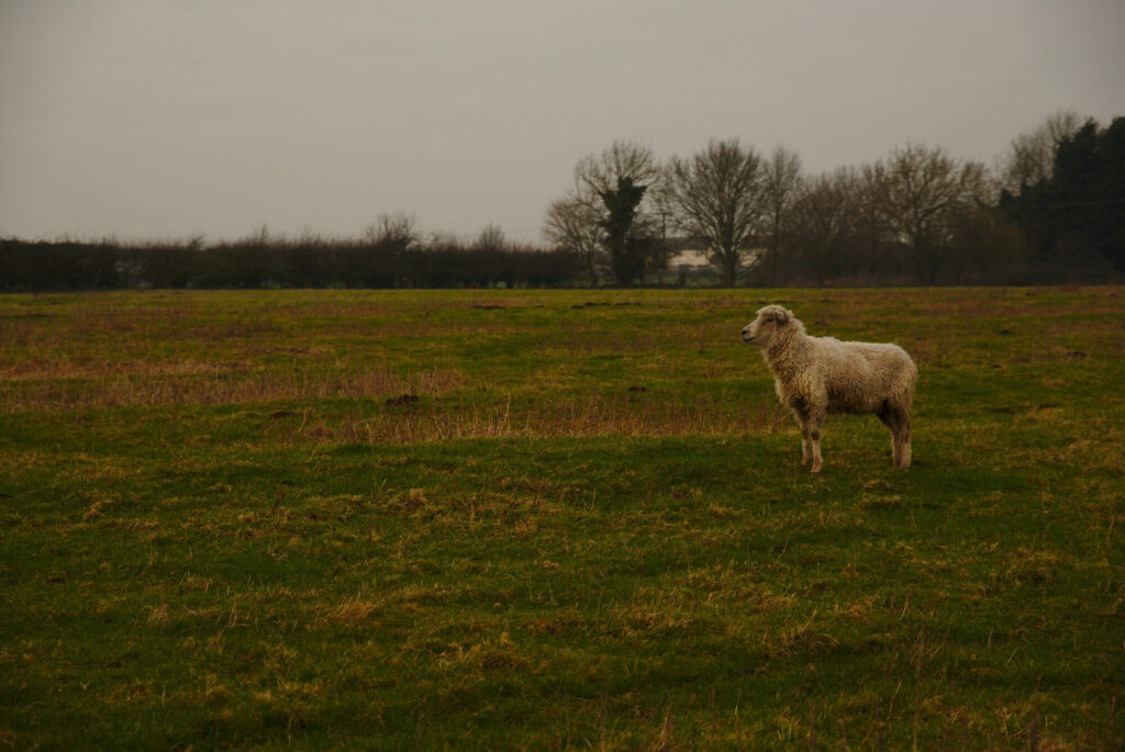 Lone sheep in a grey field, English Winter