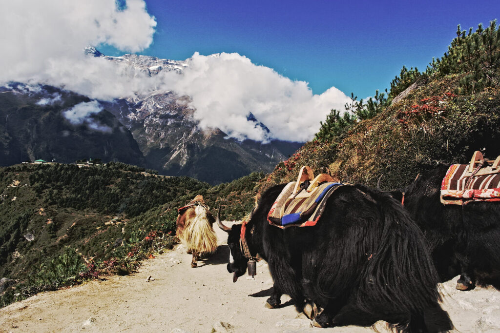 Yaks on the trail, Everest Base Camp