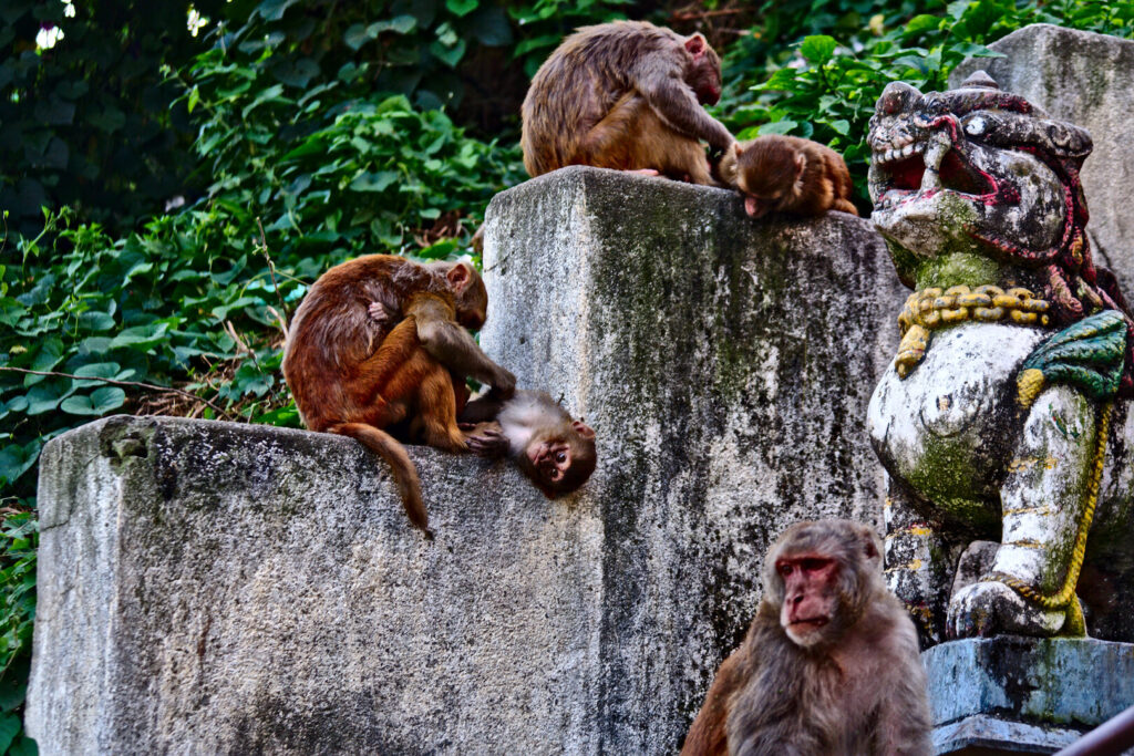 Monkeys on the temple walls, Kathmandu, Autumn 2015