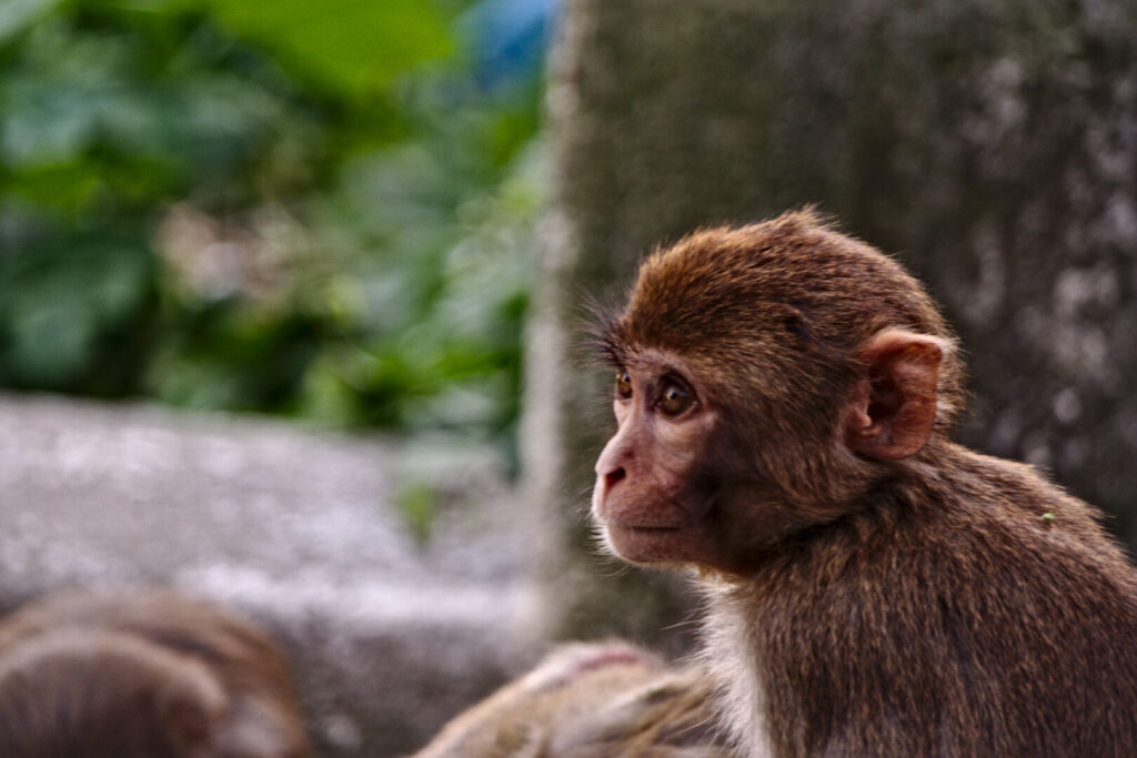 Young monkey, Kathmandu, Autumn 2015