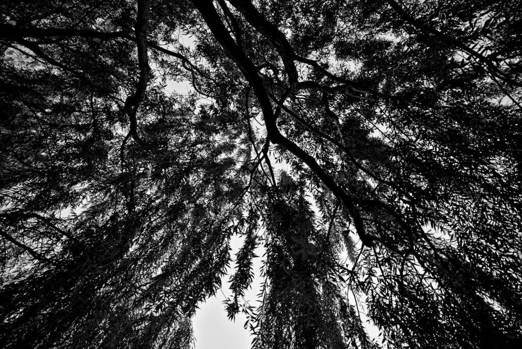 Willow canopy from below, black and white, Lutai at Mid-Autumn