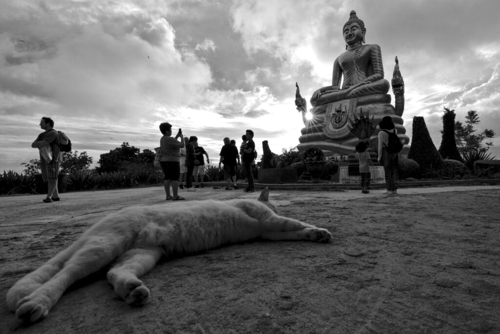 Dog asleep below the Big Buddha, black and white, Phuket