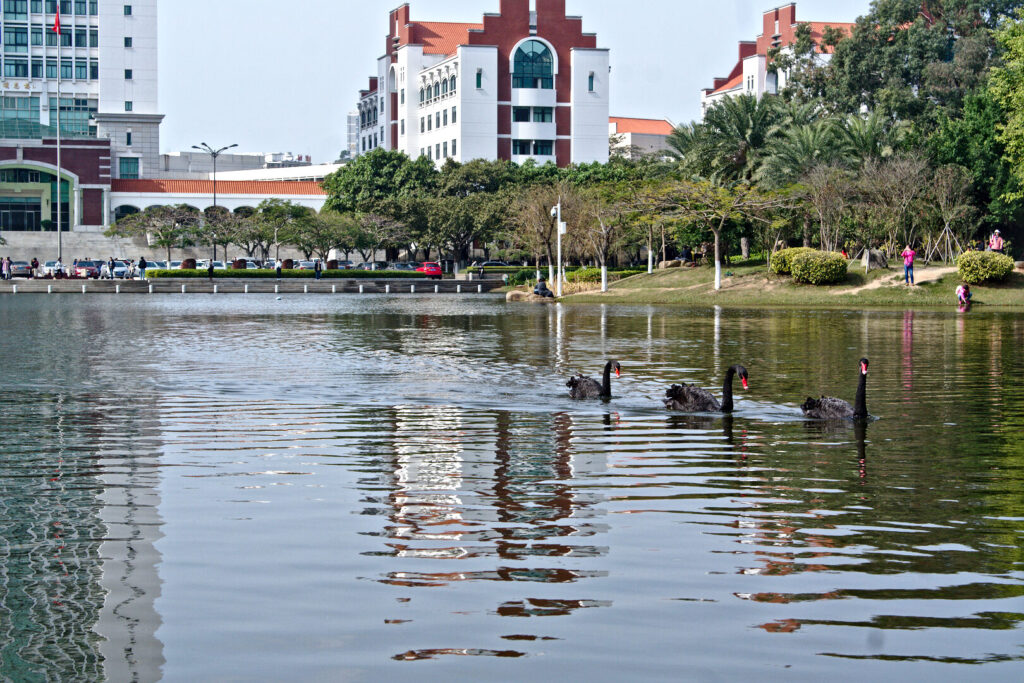 Black swans on a campus lake, Xiamen in January